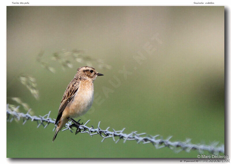 Whinchat, identification