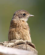 European Stonechat