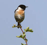 European Stonechat