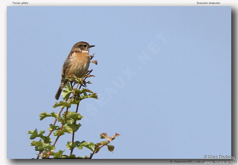 European Stonechat female, identification