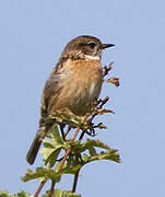 European Stonechat