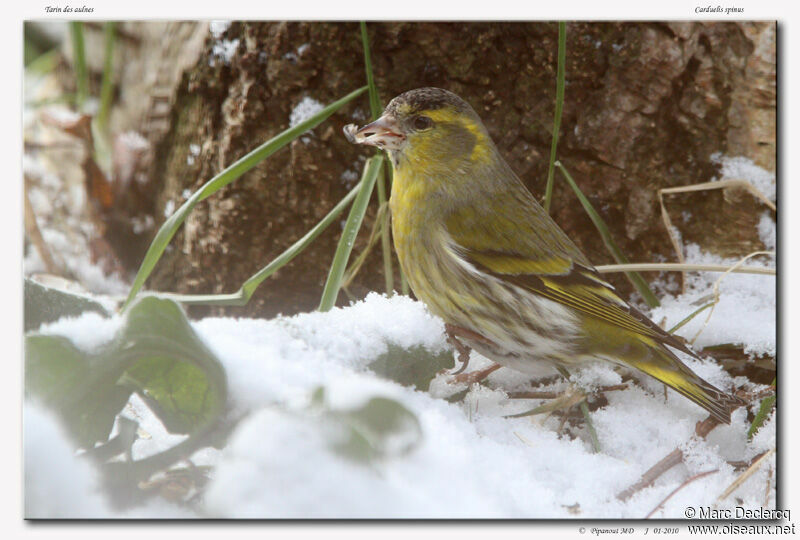 Eurasian Siskin, feeding habits