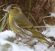 Eurasian Siskin