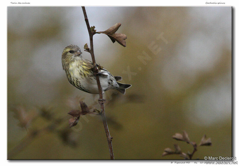 Eurasian Siskin, identification