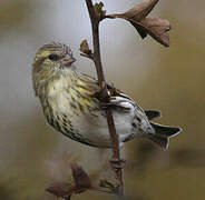 Eurasian Siskin