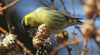 Eurasian Siskin