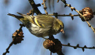 Eurasian Siskin