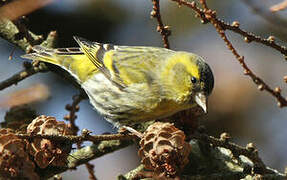 Eurasian Siskin