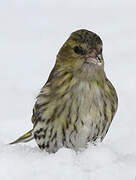 Eurasian Siskin