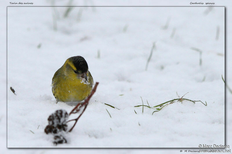 Tarin des aulnes, identification