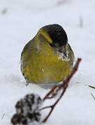 Eurasian Siskin