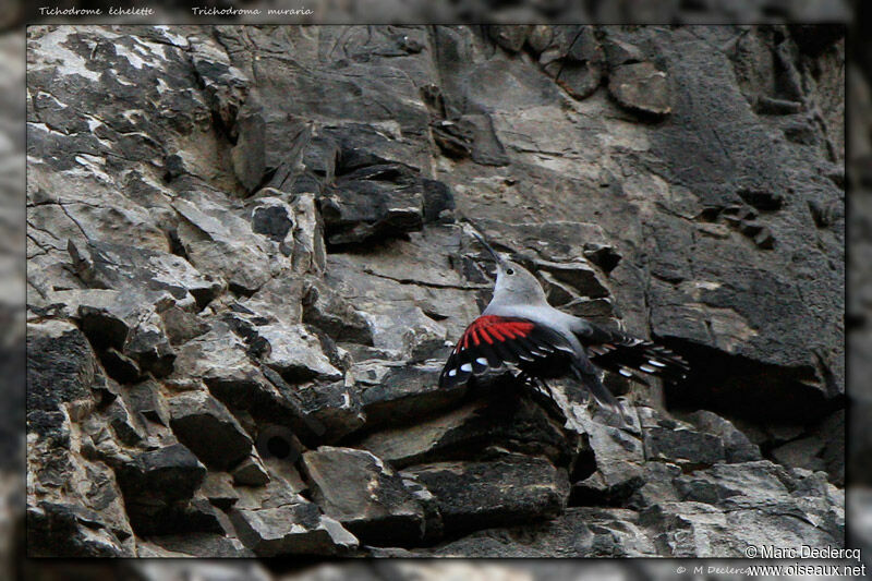 Wallcreeper, identification