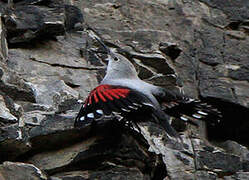 Wallcreeper