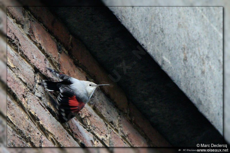 Wallcreeper, identification