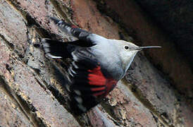 Wallcreeper