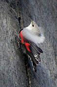 Wallcreeper