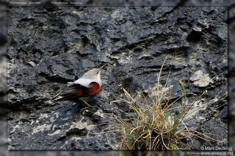 Tichodrome échelette, identification