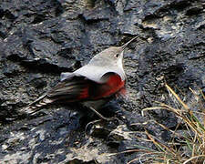 Wallcreeper