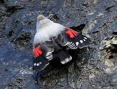 Wallcreeper