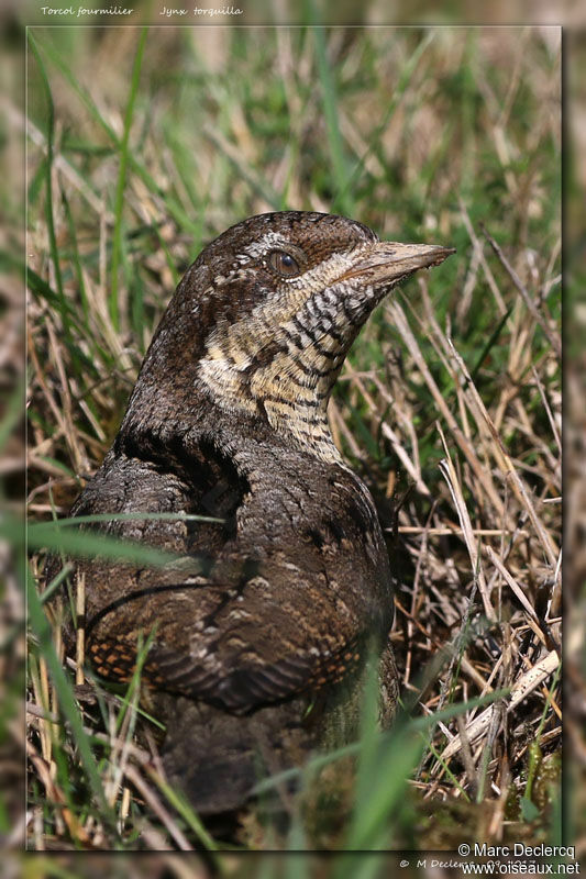 Torcol fourmilier, identification