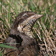 Eurasian Wryneck