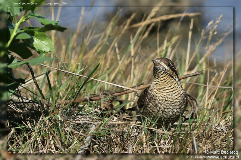 Eurasian Wryneck, identification