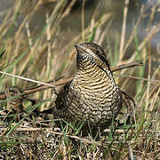 Eurasian Wryneck