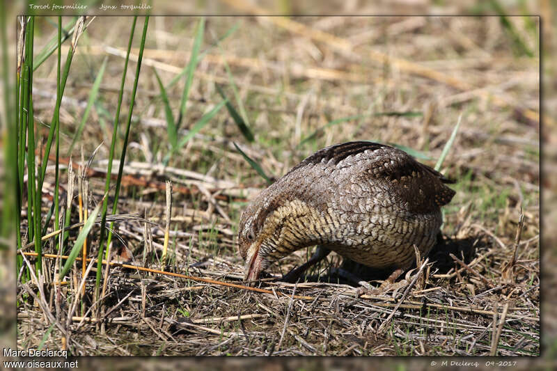 Eurasian Wryneck, identification, fishing/hunting, eats