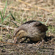 Eurasian Wryneck