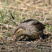 Eurasian Wryneck