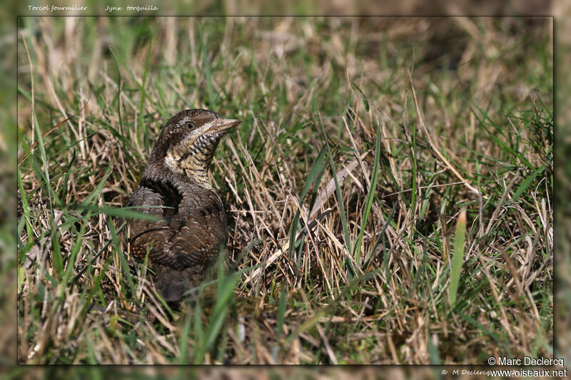 Torcol fourmilier, identification