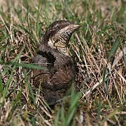 Eurasian Wryneck