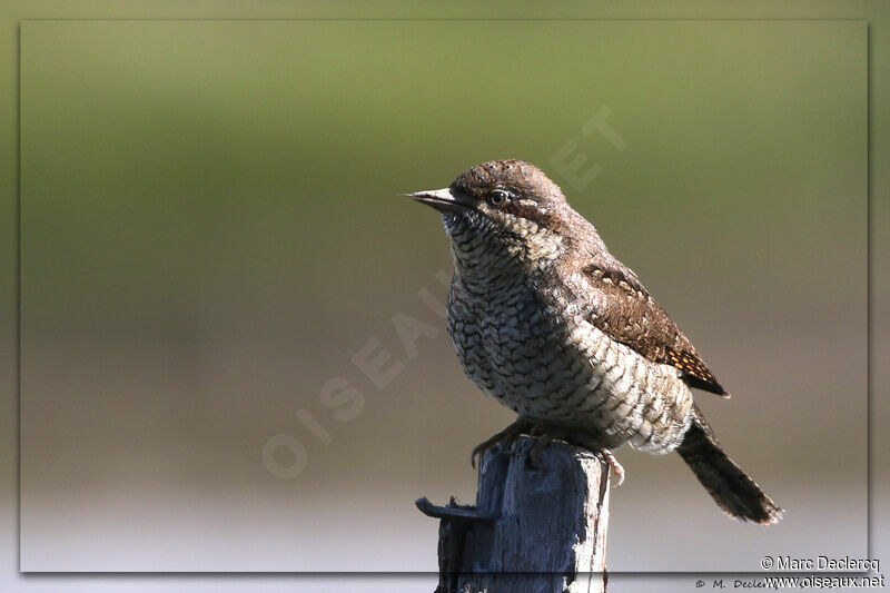 Eurasian Wryneck, identification