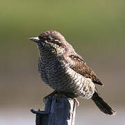 Eurasian Wryneck