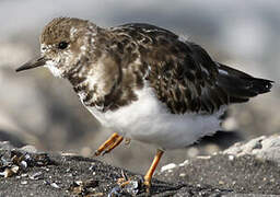 Ruddy Turnstone