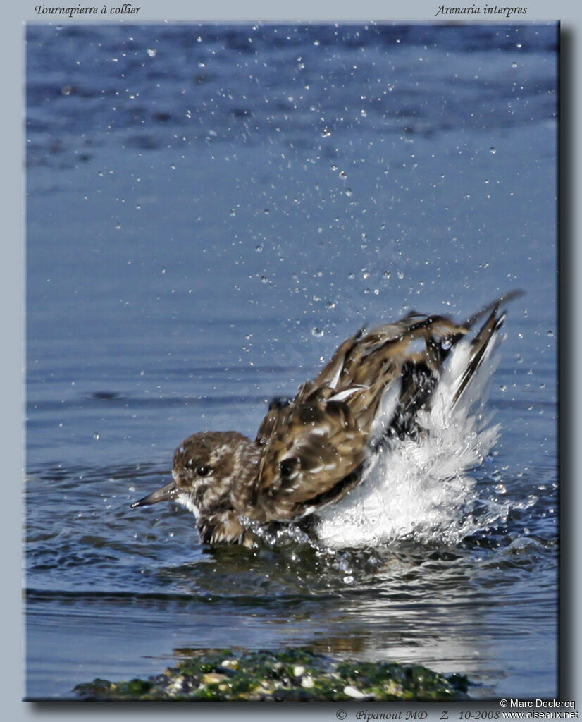 Ruddy Turnstone