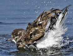 Ruddy Turnstone