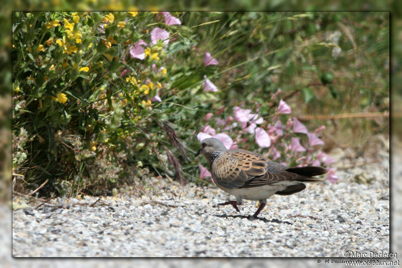 European Turtle Dove