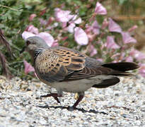 European Turtle Dove