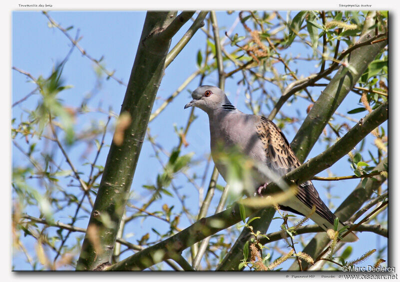 Tourterelle des bois, identification