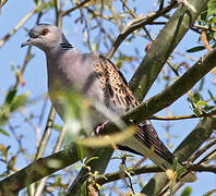 European Turtle Dove