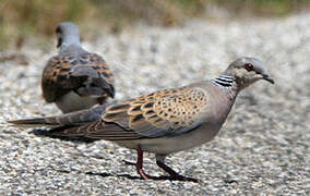 European Turtle Dove