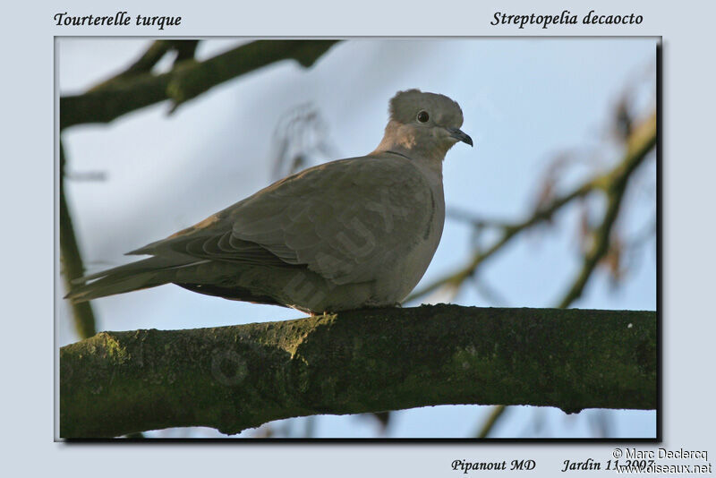 Tourterelle turque, identification