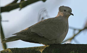 Eurasian Collared Dove