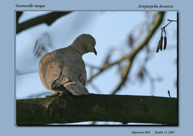 Eurasian Collared Dove