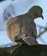 Eurasian Collared Dove