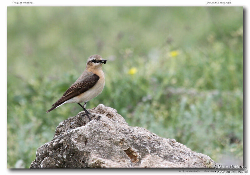 Northern Wheatear, feeding habits