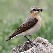 Northern Wheatear