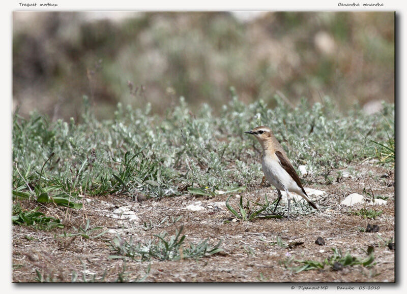 Northern Wheatear