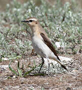 Northern Wheatear